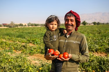 آغاز برداشت گوجه فرنگی  در بوشهر/ دشتستان بوشهر