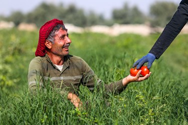 آغاز برداشت گوجه فرنگی  در بوشهر / دشتستان بوشهر