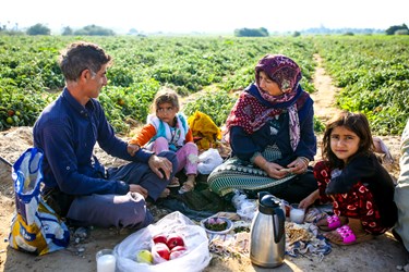 آغاز برداشت گوجه فرنگی  در بوشهر / دشتستان بوشهر