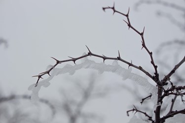 عکس|  بارش برف در سومین روز زمستان در کوهستان‌های رودبار