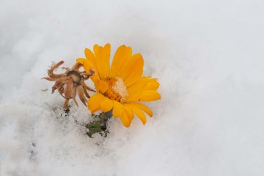 عکس|  بارش برف در سومین روز زمستان در کوهستان‌های رودبار