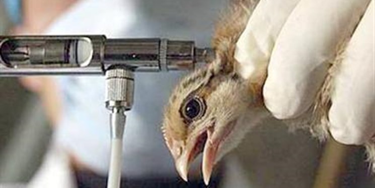 ۲۵۰۰ پرنده بومی فردیس علیه نیوکاسل واکسینه می‌شوند