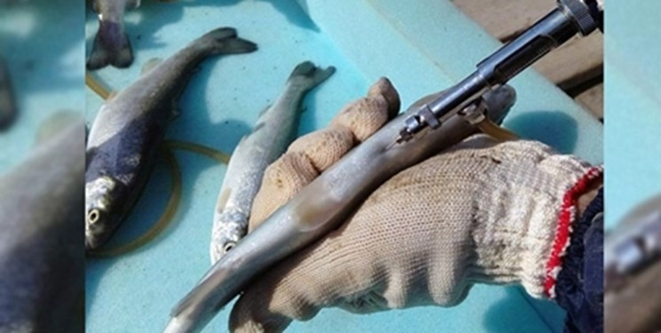 پیشگیری از ابتلای ماهی قزل‌آلا به یک بیماری خطرناک با واکسن‌های تولید داخل
