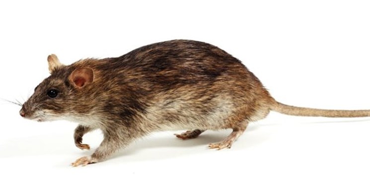 فیلم موش های درختی قدیمی است/  کاهش 12درصدی شکایات مردمی از موش ها