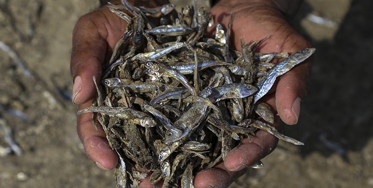 صادرات ماهی خشک قشم فرصتی مناسب برای ایجاد اشتغال و ارزآوری