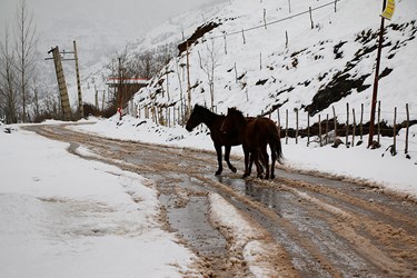 برف در ارتفاعات چالوس 