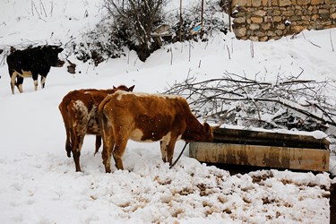 دام ها را برای اشاميدن آب به بيرون از آغل می اورند تا سيراب شوند