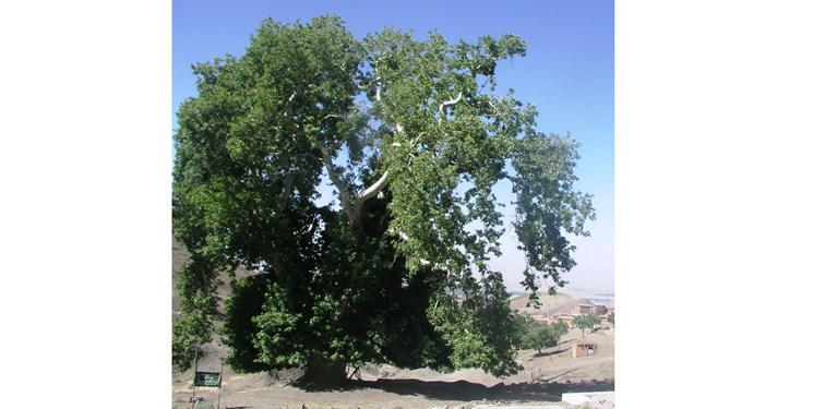 چنار 400 ساله نیشابور در فهرست میراث طبیعی ملی ثبت شد