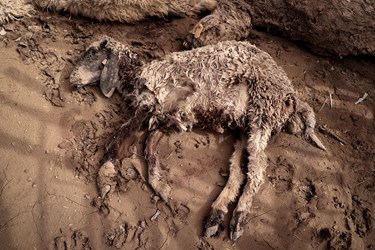 بجز آسیب سیل به کشاورزی، برخی دام های منطقه جازموریان نیز از بین رفته اند