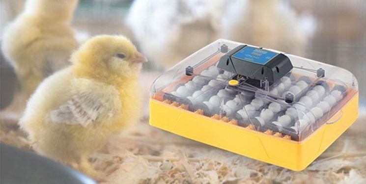 چطور می توان تخم مرغ را به جوجه تبدیل کرد ؟