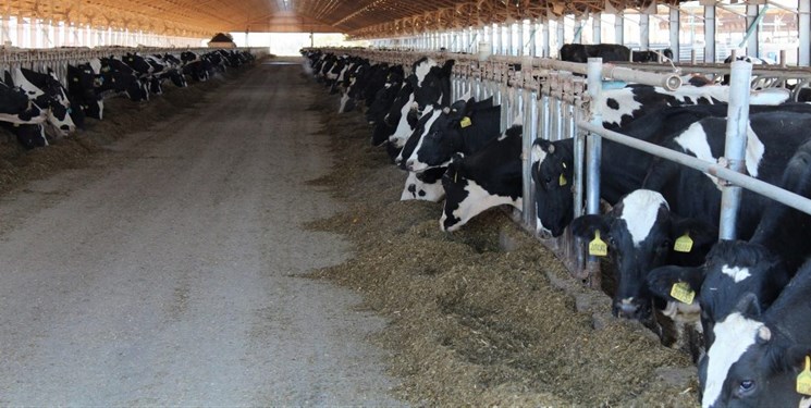 کلنگ احداث بزرگترین مجتمع پرورش گاو شیری کشور در قزوین به زمین خورد