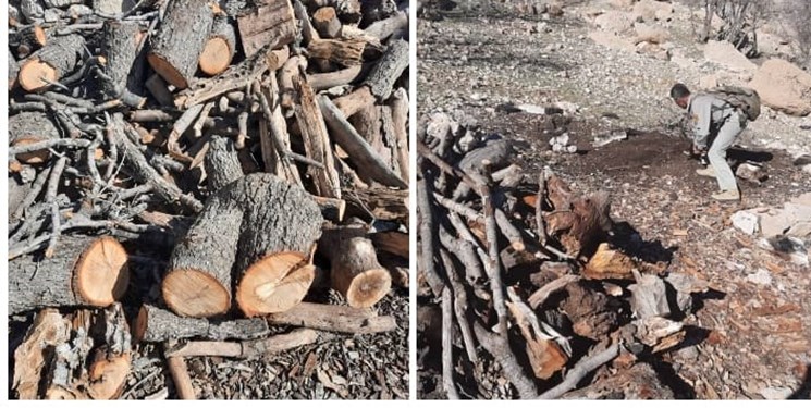 قاچاقچیان چوب بلوط‌های جنگلی  در منطقه حفاظت  شده مله گاله دستگیر شدند