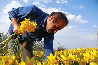 برداشت گل نرگس در باغات چالوس 