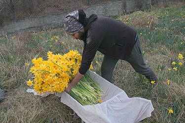 برداشت گل نرگس در باغات چالوس 