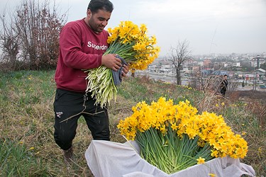 برداشت گل نرگس در باغات چالوس 