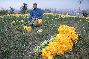 برداشت گل نرگس در باغات چالوس 