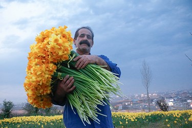 برداشت گل نرگس در باغات چالوس 