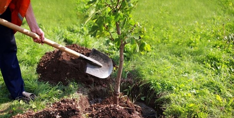 کاشت ۱۱ میلیون اصله نهال در طرح مردمی درختکاری در مازندران