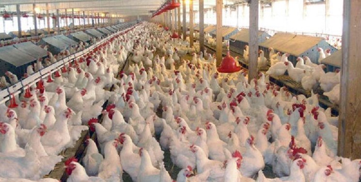 فارس من| اخطار محیط زیست به واحد تولیدی مرغ در بیدزرد شیراز
