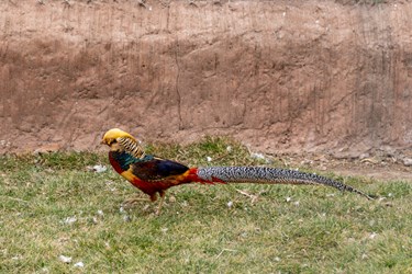 یکی از پرندگان در باغ پرندگان تفرجگاه عینالی تبریز