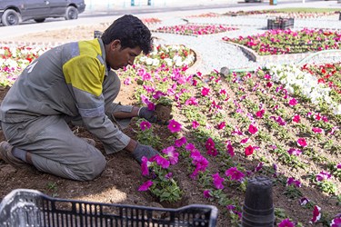 گل کاری و زیباسازی یزد در آستانه نوروز