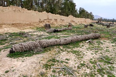 تخریب باغ نخل جهرم
