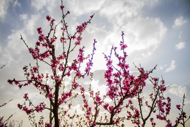 شکوفه های بهاری در البرز