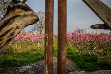 شکوفه های بهاری در البرز