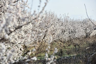 خودنمایی شکوفه‌های بهاری در انزل ارومیه