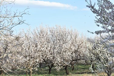 خودنمایی شکوفه‌های بهاری در انزل ارومیه