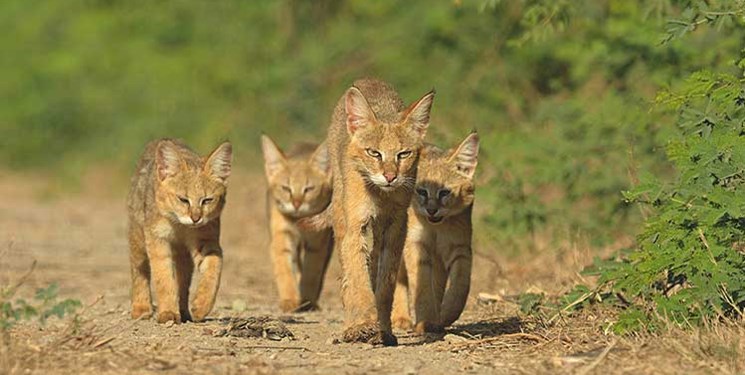3 توله گربه جنگلی به محیط زیست استان گیلان تحویل داده شد + فیلم