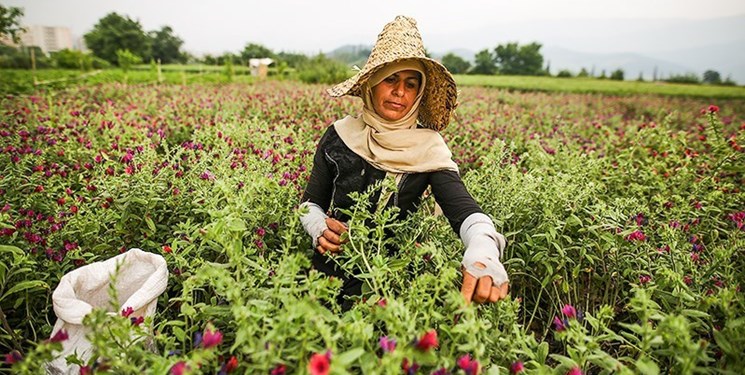 ایجاد نخستین «سایت الگویی گیاهان دارویی» برای زنان روستایی قزوین