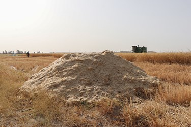 برداشت گندم در کرمان
