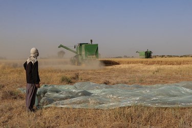 برداشت گندم در کرمان