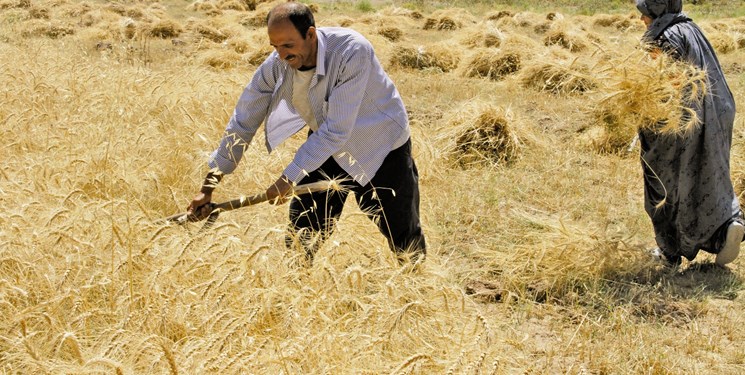 بیمه کشاورزی نمکی بر زخم کشاورزان/ هنوز غرامتی در کرمانشاه پرداخت نشده است