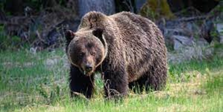 حمله خرس به یکی از عشایر شهرستان اردل