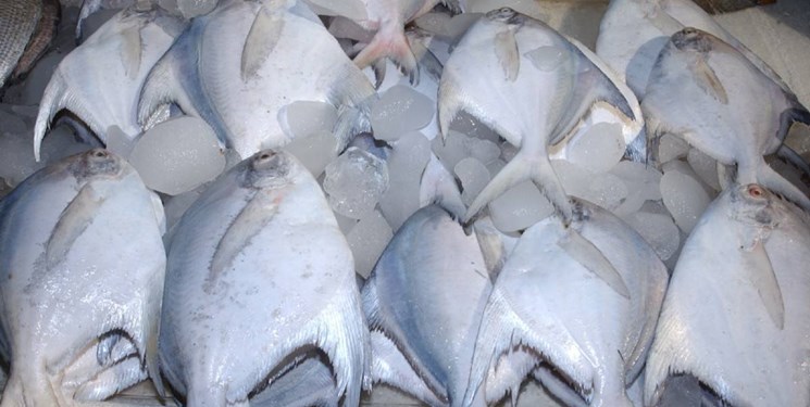 صید ماهی حلواسفید در خوزستان و بوشهر ممنوع شد