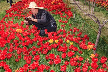 صادق اقدمی، شهروند تبریزی و پرورش دهنده لاله در حال عکاسی از گلهای خویش است.