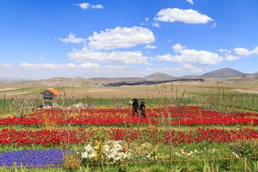 صادق اقدمی، شهروند تبریزی و پرورش دهنده لاله در حال توضیح به بازدید کنندگان در باغ گلهای خویش است.