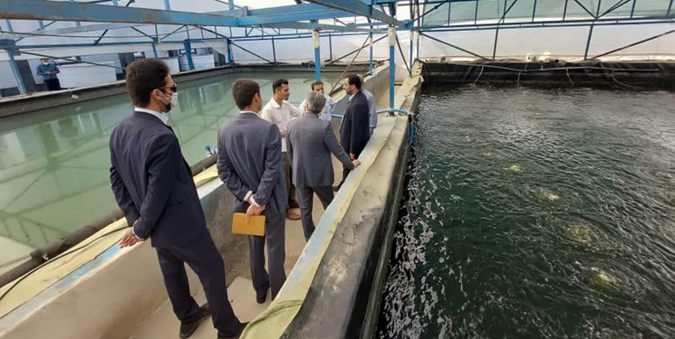 کسب دانش تولید بچه ماهی «سی‌باس» در بوشهر / سالانه ۲۰۰ میلیون ماهی تولید می‌شود