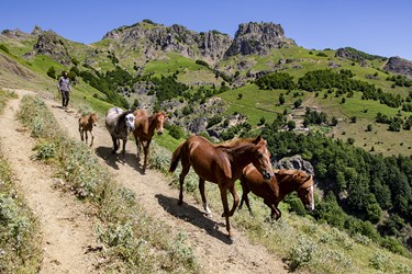 پرورش اسب ییلاق نشینان در ارتفاعات چوبر 