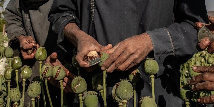 تخریب مزارع زیر کشت مواد مخدر در افغانستان و راه دشوار طالبان