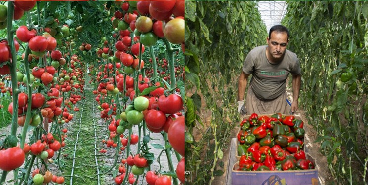 کاهش تعرفه‌ صادرات گوجه، خواسته کشاورزان «آبدانی»