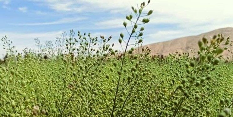 خرید دانه روغنی کاملینا برای نخستین بار در فارس