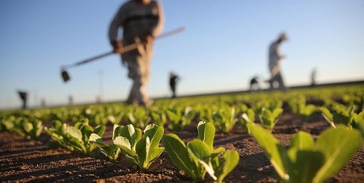 تحقق ۵۷ درصد تعهد اشتغال در بخش کشاورزی استان قزوین