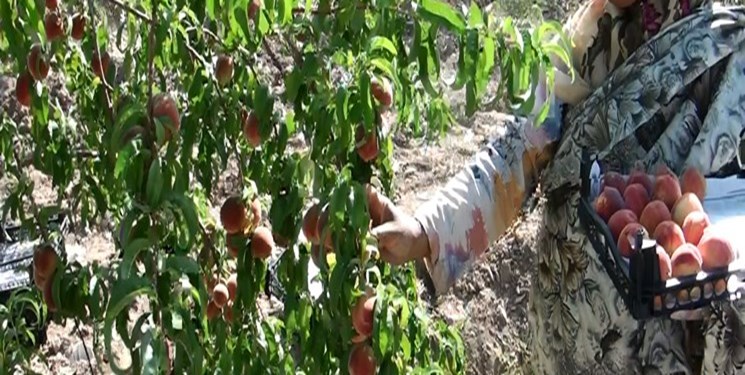 خسارت ۳۰ درصدی خشکسالی به باغات لرستان