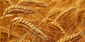 وزیر جهاد امروز برای افزایش نرخ خرید گندم با ريیس جمهور صحبت می کند