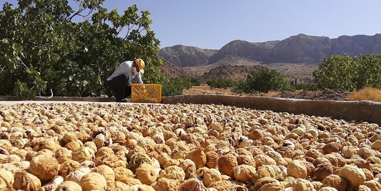 برآورد تولید بیش از 38 هزار تن انجیر خشک در استان فارس