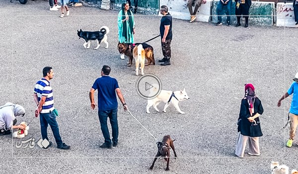 فیلم| خلأ قانونی برای سگ گردانی و سگ های ولگرد