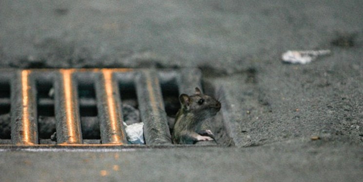 مبارزه با موش‌های فاضلاب در منطقه یک قم آغاز شد